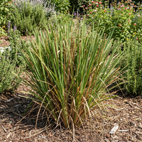 vetiver pflanze samen für pflanzung aromatic grass samen für soil erosion control fragrance and landscaping
