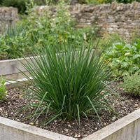 vetiver pflanze samen für pflanzung aromatic grass samen für soil erosion control fragrance and landscaping