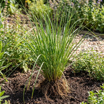 vetiver pflanze samen für pflanzung aromatic grass samen für soil erosion control fragrance and landscaping