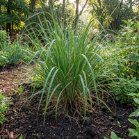 vetiver aromatic grass variety für landscaping fragrance use and soil stabilization