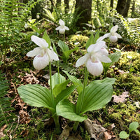 Weiß Lady’s Slipper Blumensamen (Cypripedium acaule) – Woodland Orchidee Sorte
