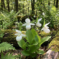 Weiß Lady’s Slipper Blumensamen (Cypripedium acaule) – Woodland Orchidee Sorte