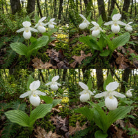 Weiß Lady’s Slipper Blumensamen – selten Woodland Orchidee elegant Frühling Blüten