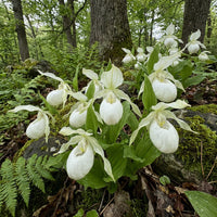 Weiß Lady’s Slipper Blumensamen – selten Woodland Orchidee elegant Frühling Blüten
