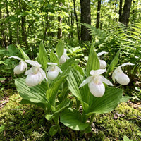 Cypripedium acaule Weiß Lady’s Slipper Blumensamen zur Aussaat – Traditionssorte – ohne Gentechnik – Keimung Samen