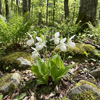 Cypripedium acaule Weiß Lady’s Slipper Blumensamen zur Aussaat – Traditionssorte – ohne Gentechnik – Keimung Samen