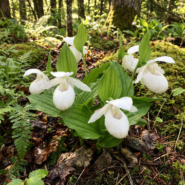 Cypripedium acaule Weiß Lady’s Slipper Blumensamen zur Aussaat – Traditionssorte – ohne Gentechnik – Keimung Samen