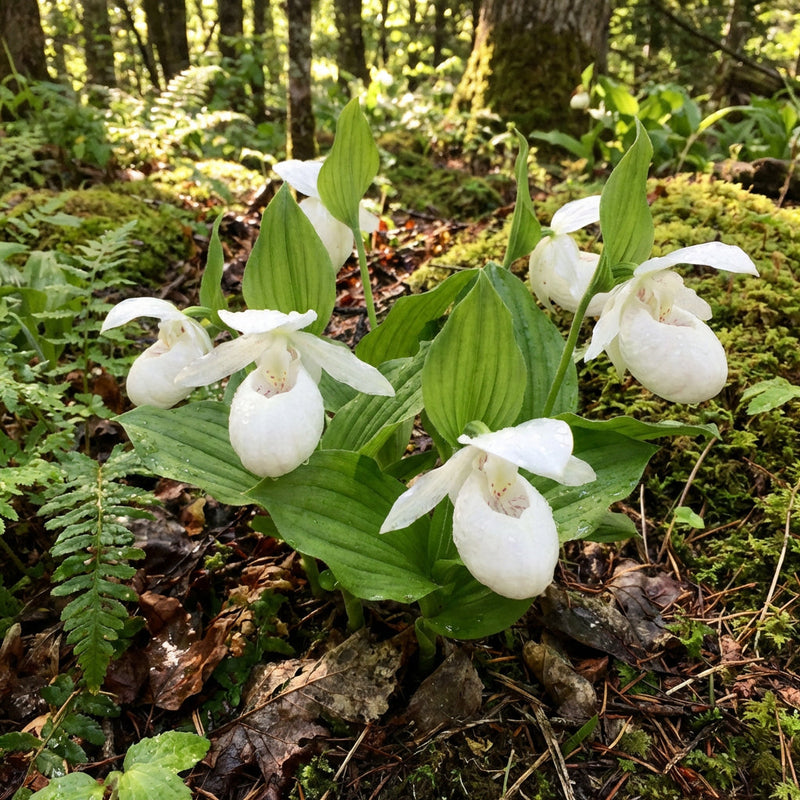 Cypripedium acaule Weiß Lady’s Slipper Blumensamen zur Aussaat – Traditionssorte – ohne Gentechnik – Keimung Samen
