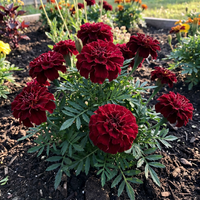 Tagetes erecta dunkel Rot Studentenblume Blumensamen Hausgarten Beds und Rabatten