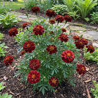 dunkel Rot Studentenblume Blumensamen Hausgarten Beds – Rabatten – und saisonal Schauanlagen