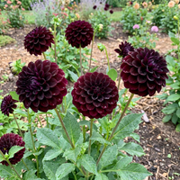 Dahlie pinnata Schwarz Pompon Sorte Blumensamen Decorative Garten Schau