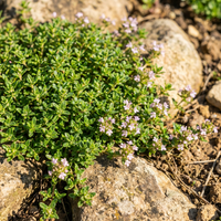 Thymus serpyllum Orange Creeping Thyme Samen Drought verträglich Bodendecker Landscaping