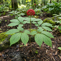 korean ginseng panax ginseng samen für pflanzung heirloom non gmo medicinal Kräuterpflanze für energy immunity vitality