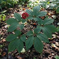 korean ginseng panax ginseng samen für pflanzung heirloom non gmo medicinal Kräuterpflanze für energy immunity vitality