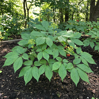 korean ginseng panax ginseng samen für traditional garden growing and botanical collection
