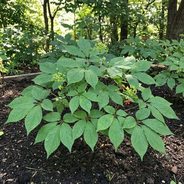 korean ginseng panax ginseng samen für traditional garden growing and botanical collection