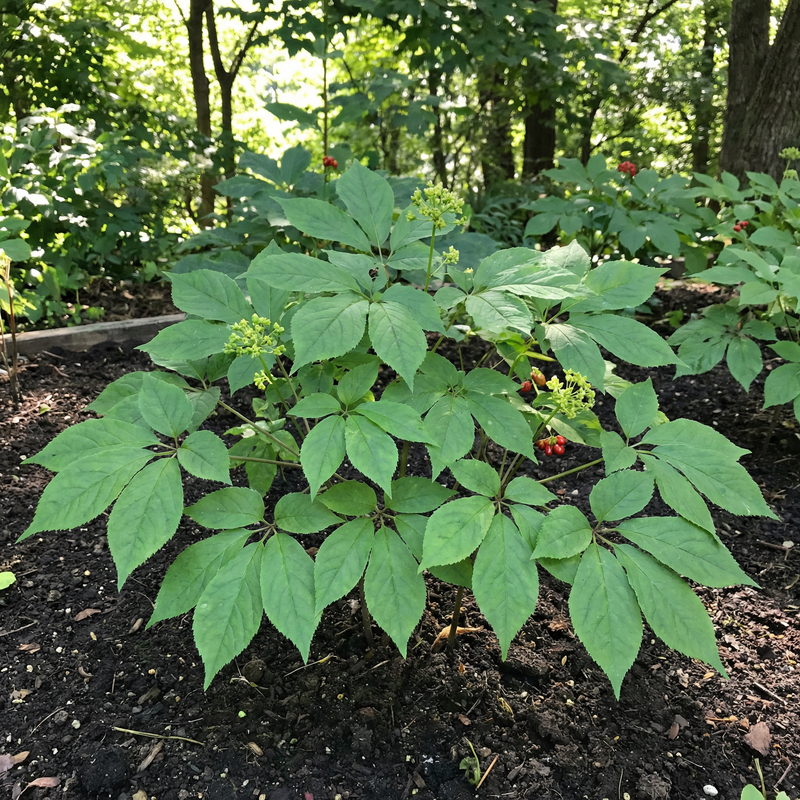 korean ginseng panax ginseng samen für traditional garden growing and botanical collection