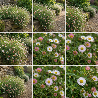 erigeron karvinskianus mexican daisy flower samen für garden borders and ground cover
