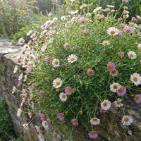 erigeron karvinskianus samen für pflanzung heirloom non gmo daisy high germination organic garden samen