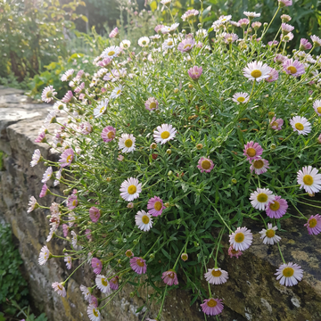 erigeron karvinskianus daisy flower samen für home garden borders and natural landscaping