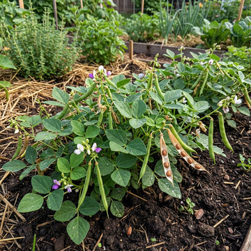 Braun Tepary Bean Samen for Home Garden and Traditional Growing