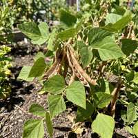 Braun Tepary Bean Samen zum Pflanzen - Traditionell, Non-GMO, Organic Garden Samen, High Germination
