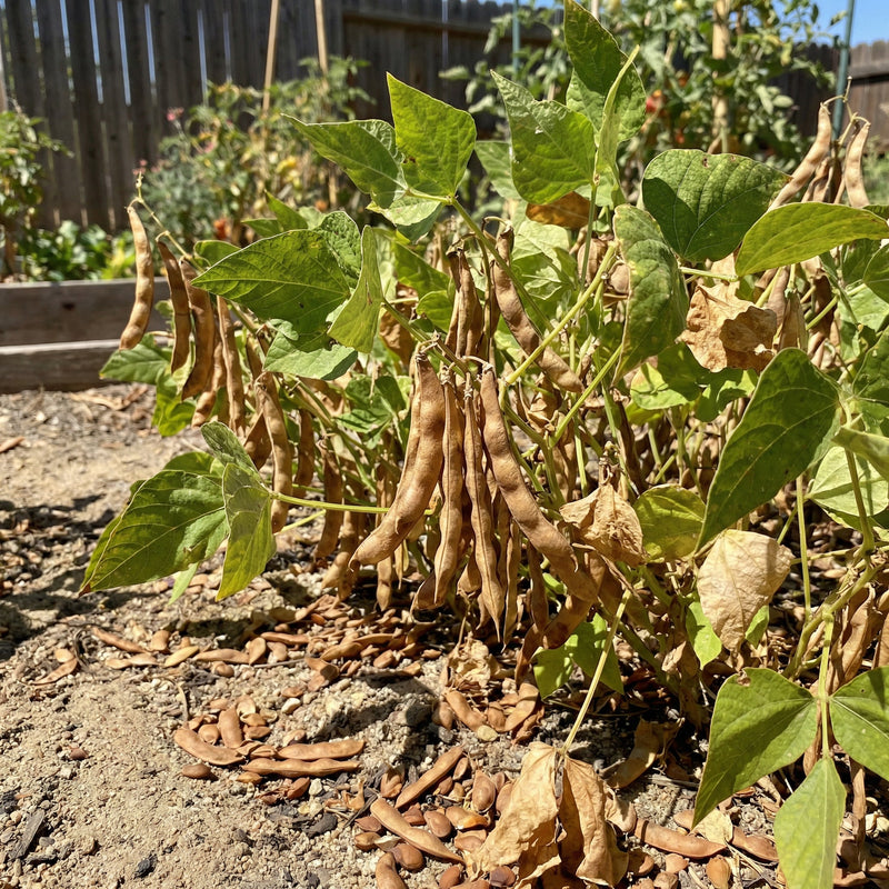 Braun Tepary Bean Samen zum Pflanzen - Traditionell, Non-GMO, Organic Garden Samen, High Germination