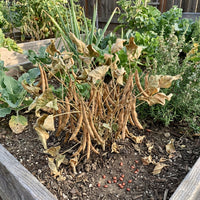 Phaseolus acutifolius Braun Tepary Bean for Home Garden