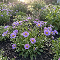 Lila Erigeron Blumensamen zur Aussaat – hochwertige Qualitäts- – Traditionssorte & ohne Gentechnik Samen Hausgarten