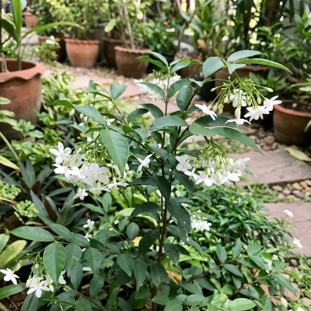 Weiß Mok Blumensamen zur Aussaat – robust Sorte – Traditionssorte & ohne Gentechnik Samen Hausgarten