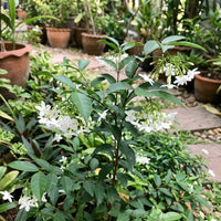 Weiß Mok Blumensamen zur Aussaat – robust Sorte – Traditionssorte & ohne Gentechnik Samen Hausgarten