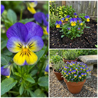Blau Jump Up Blumensamen zur Aussaat – Landhaus Garten wichtig – Traditionssorte & ohne Gentechnik Samen Hausgarten