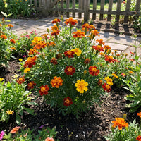 Gemischt Sinensis Patula Blumensamen zur Aussaat – Garten beliebt – Traditionssorte & ohne Gentechnik Samen Hausgarten
