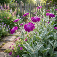 Violett Lychnis Blumensamen zur Aussaat – robust Sorte – Traditionssorte & ohne Gentechnik Samen Hausgarten