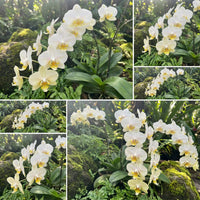 Weiß Schmetterlingsorchidee Orchidee Blumensamen zur Aussaat – Bestäuber freundlich – Traditionssorte & ohne Gentechnik Samen Hausgarten