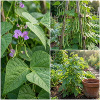 Green Bean Samen for Home Gardening – Easy to Grow, High Yield Plants