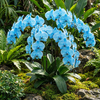 Himmelblau Orchidee Blumensamen zur Aussaat – leuchtend – Traditionssorte & ohne Gentechnik Samen Hausgarten