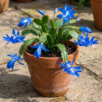 Blau Zygocactus Blumensamen zur Aussaat – saisonal Dauerblüher – Traditionssorte & ohne Gentechnik Samen Hausgarten
