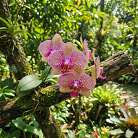 Schmetterlingsorchidee Orchidee Blumensamen zur Aussaat hochwertige Qualitäts- Traditionssorte & ohne Gentechnik Samen Hausgarten