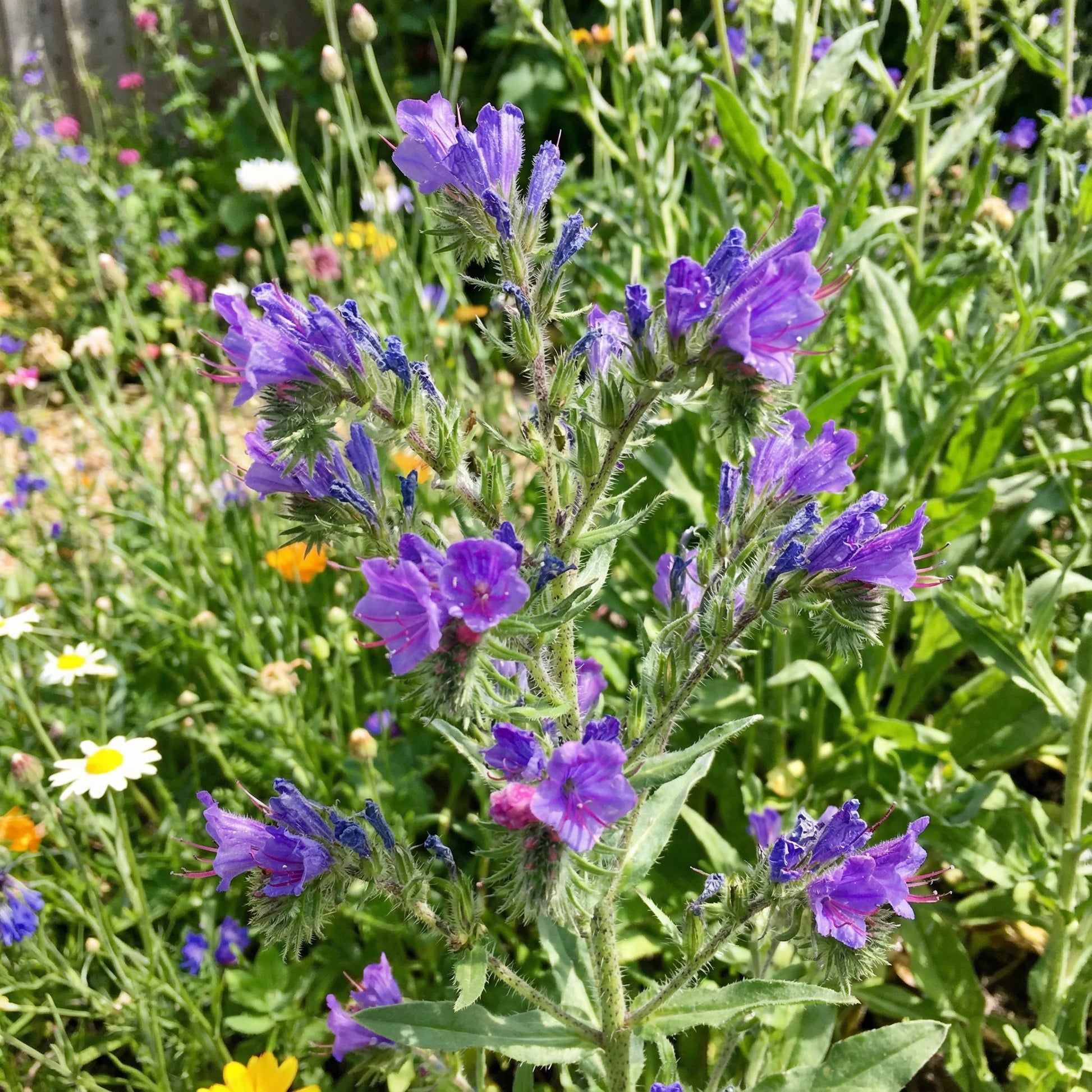 Lila Pattersons Curse Blumensamen einfache Aussaat