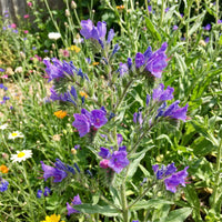 Lila Pattersons Curse Blumensamen einfache Aussaat
