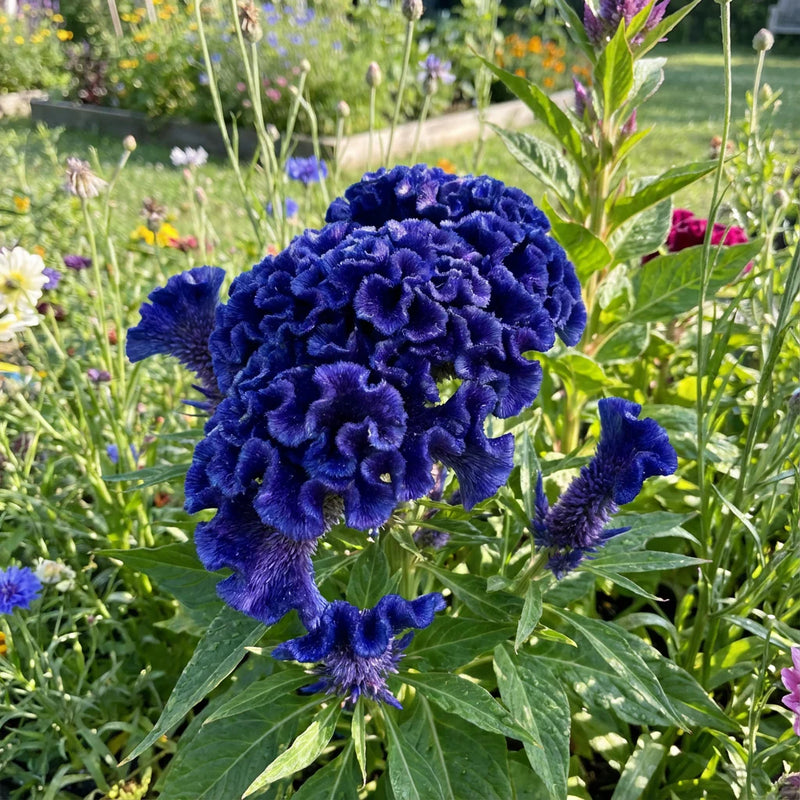Blau Cockscomb Blumensamen zur Aussaat – Drought verträglich – Traditionssorte & ohne Gentechnik Samen Hausgarten