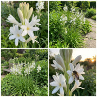 Tuberose Blumensamen zur Aussaat – leuchtend – Traditionssorte & ohne Gentechnik Samen Hausgarten