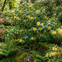 Golden Kamelie Blumensamen zur Aussaat – saisonal Dauerblüher – Traditionssorte & ohne Gentechnik Samen Hausgarten
