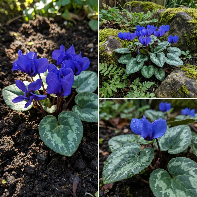 Blau Alpenveilchen Blumensamen zur Aussaat kompakt Wuchs Traditionssorte & ohne Gentechnik Samen Hausgarten