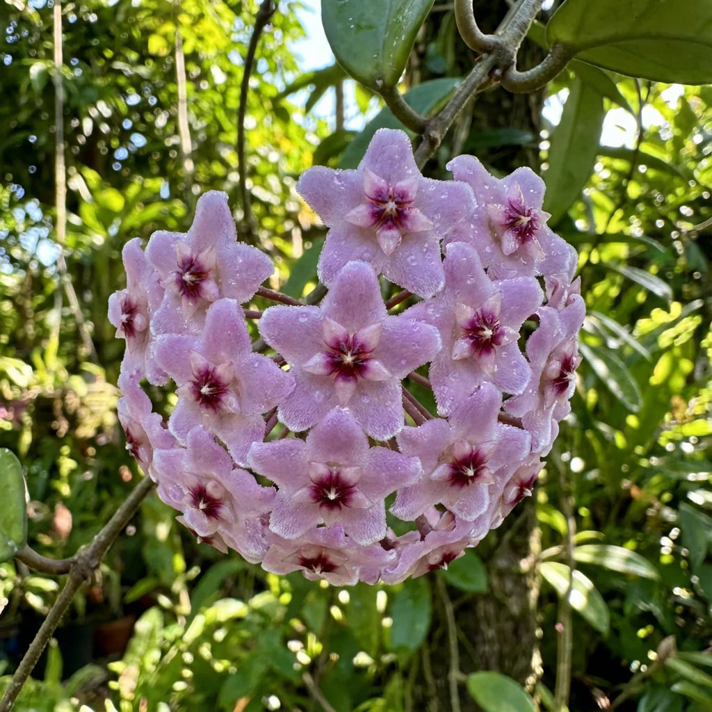 hell Violett Hoya Carnosa Blumensamen zur Aussaat leuchtend Blüten Traditionssorte & ohne Gentechnik Samen Hausgarten