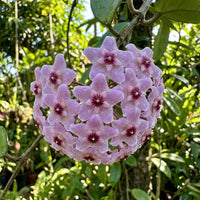 hell Violett Hoya Carnosa Blumensamen zur Aussaat leuchtend Blüten Traditionssorte & ohne Gentechnik Samen Hausgarten