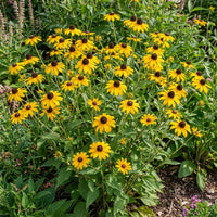 Gelb Sonnenhut Triloba Blumensamen zur Aussaat – lang Blüte Saison – Traditionssorte & ohne Gentechnik Samen Hausgarten