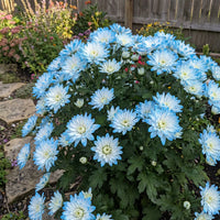 hell Blau Chrysantheme Blumensamen zur Aussaat – Anzucht – Traditionssorte & ohne Gentechnik Samen Hausgarten
