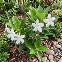 Voacanga Blumensamen: Enchanting Blüten Garten Enthusiasts Pflanze Joy!